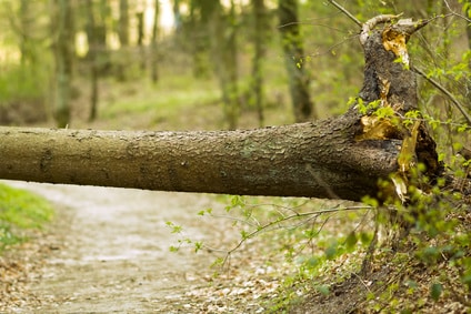 Hindernis - umgefallener Baum nach dem Sturm - Arbeitgeberverband Region Braunschweig